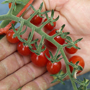 Candyland Red Untreated Tomato