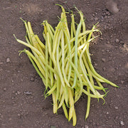 Monte Gusto Untreated Bean Seeds