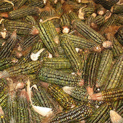 Oaxacan Green Dent Untreated Corn