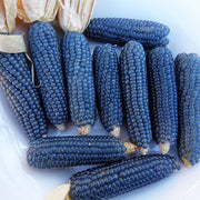 Miniature Blue Popcorn Untreated Corn