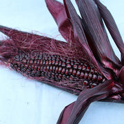 Double Red Untreated Corn