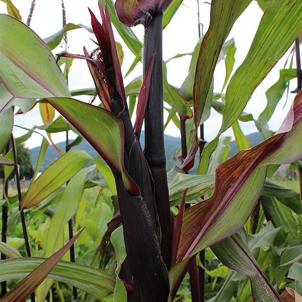 ti plant seeds Double Red Untreated Corn Seeds