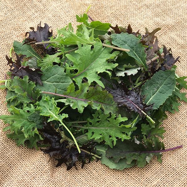 Kale Yeah! Mix Untreated Kale Seeds Osborne Farm Seed Supplier