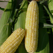 Inferno F1 Untreated Corn Seeds