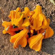 Gourdtastic F1 Untreated Gourd