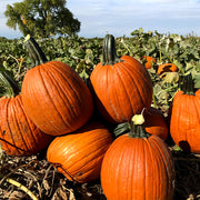 Falcon F1 Untreated Pumpkin