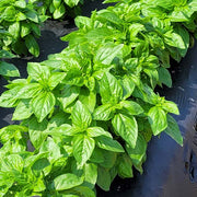 Basil Dolce Fresca Untreated Herb