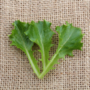 Kailua Untreated Seed, Raw Lettuce