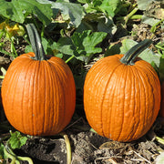 Jason F1 Untreated Pumpkin