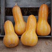 Autumn Gold F1 Untreated Squash