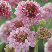 Salmon Queen Untreated Scabiosa