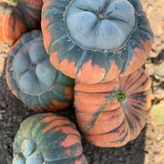 Troll F1 Untreated Pumpkin