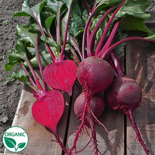 Detroit Dark Red Organic Beet Seeds | Osborne Farm Seed Supplier