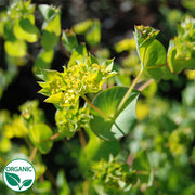 Green Gold Organic Bupleurum