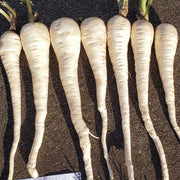 Viking F1 Untreated, NOP-Compliant Pellet, Parsnip Seeds