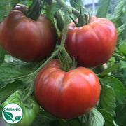 CubaLibre F1 Organic Tomato