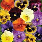 Frizzle Sizzle Mix Untreated Pansy
