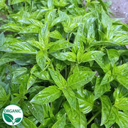 Rutger's Obsession DMR Organic Basil Herb Seeds