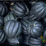 Galaxy F1 Untreated Squash