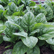 Sunangel F1 Untreated Spinach