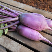 Bora Nam F1 Untreated Radish