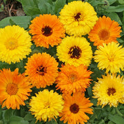 Pacific Beauty Mix Untreated Calendula