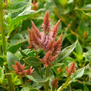 Celway™ Terracotta Untreated, Conventional Pellet Celosia