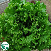 Bergam's Green Organic, NOP-Compliant Pellet, Lettuce
