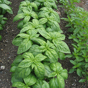 Basil Dolly Untreated Herb