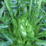 Puntarelle Untreated Radicchio