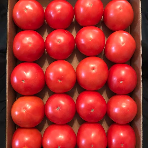 Patsy Tomato Patsy (B-3353) F1 Untreated Tomato Seeds | Osborne Farm Seed Supplier