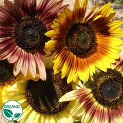 Autumn Beauty Organic Sunflower Seeds