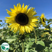 Lemon Queen Organic Sunflower