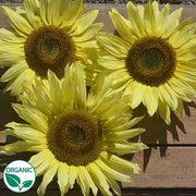 Lemon Queen Organic Sunflower Seeds
