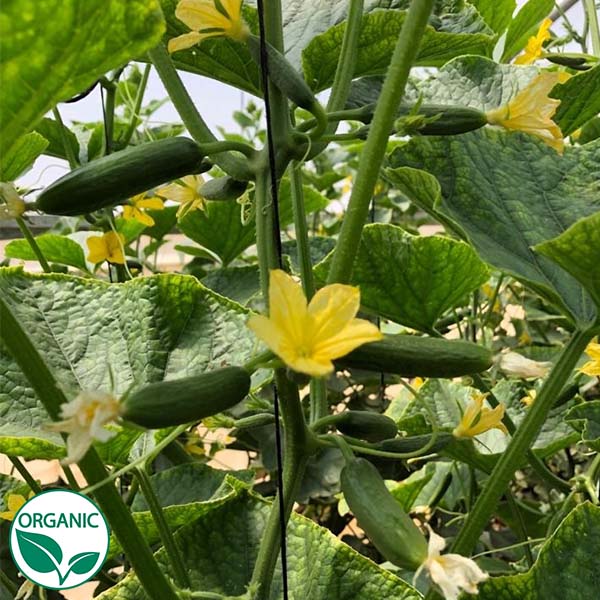 cucumber plants from seeds Minime F1 Organic Cucumber Seeds