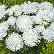 King Size White Untreated Aster