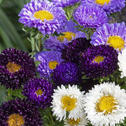 The Blues Mix Untreated Aster