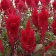 Sunday™ Red Untreated, Conventional Pellet Celosia