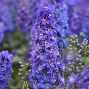 Guardian Blue F1 Untreated Delphinium