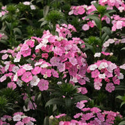 Sweet™ Rose Magic F1 Untreated, Conventional Pellet Dianthus