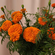 Xochi F1 Untreated, Conventional Pellet Marigold