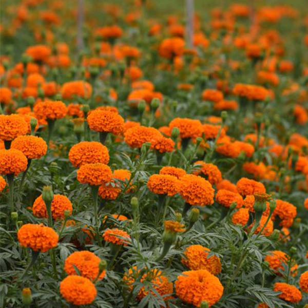 xochi marigold seeds Xochi F1 Untreated, Conventional Pellet Marigold Seeds