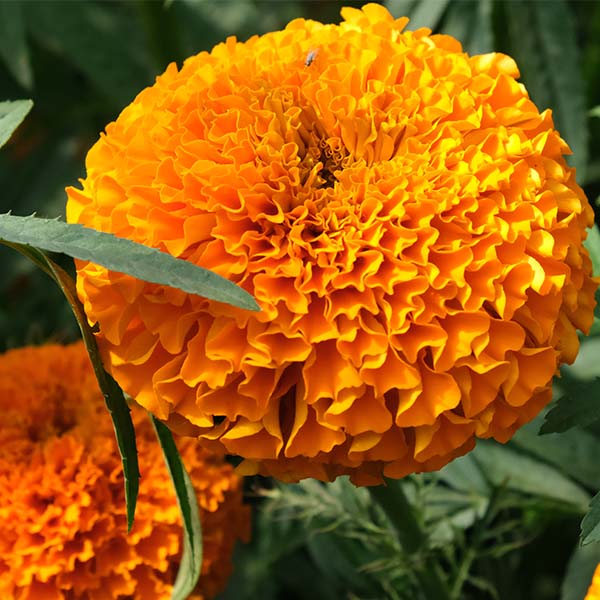 xochi marigold seeds Xochi F1 Untreated, Conventional Pellet Marigold Seeds