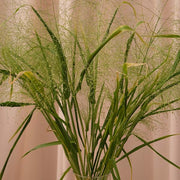 Frosted Explosion Untreated, Conventional Pellet Ornamental Grass