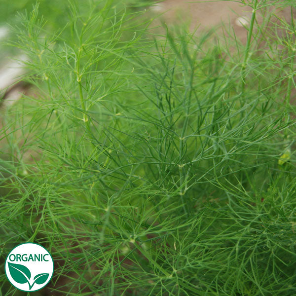 Dill Green Sleeves Organic Herb Seeds Osborne Farm Seed Supplier