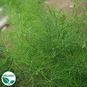 Dill Green Sleeves Organic Herb