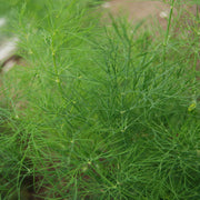 Dill Green Sleeves Untreated Herb