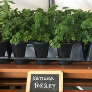 Parsley Katinka Untreated Herb