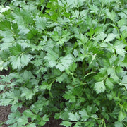 Parsley Peione Untreated Herb