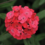 Sweet™ Coral F1 Untreated, Conventional Pellet Dianthus